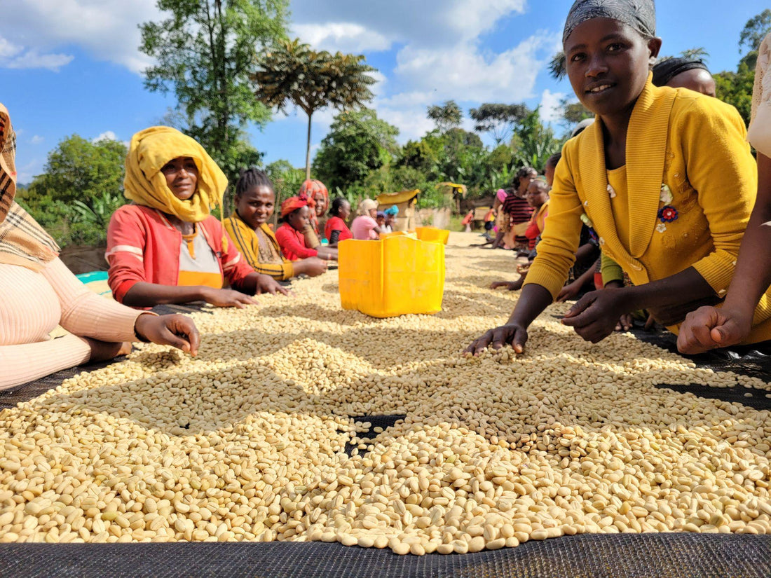 Banko Gotiti / Ethiopia