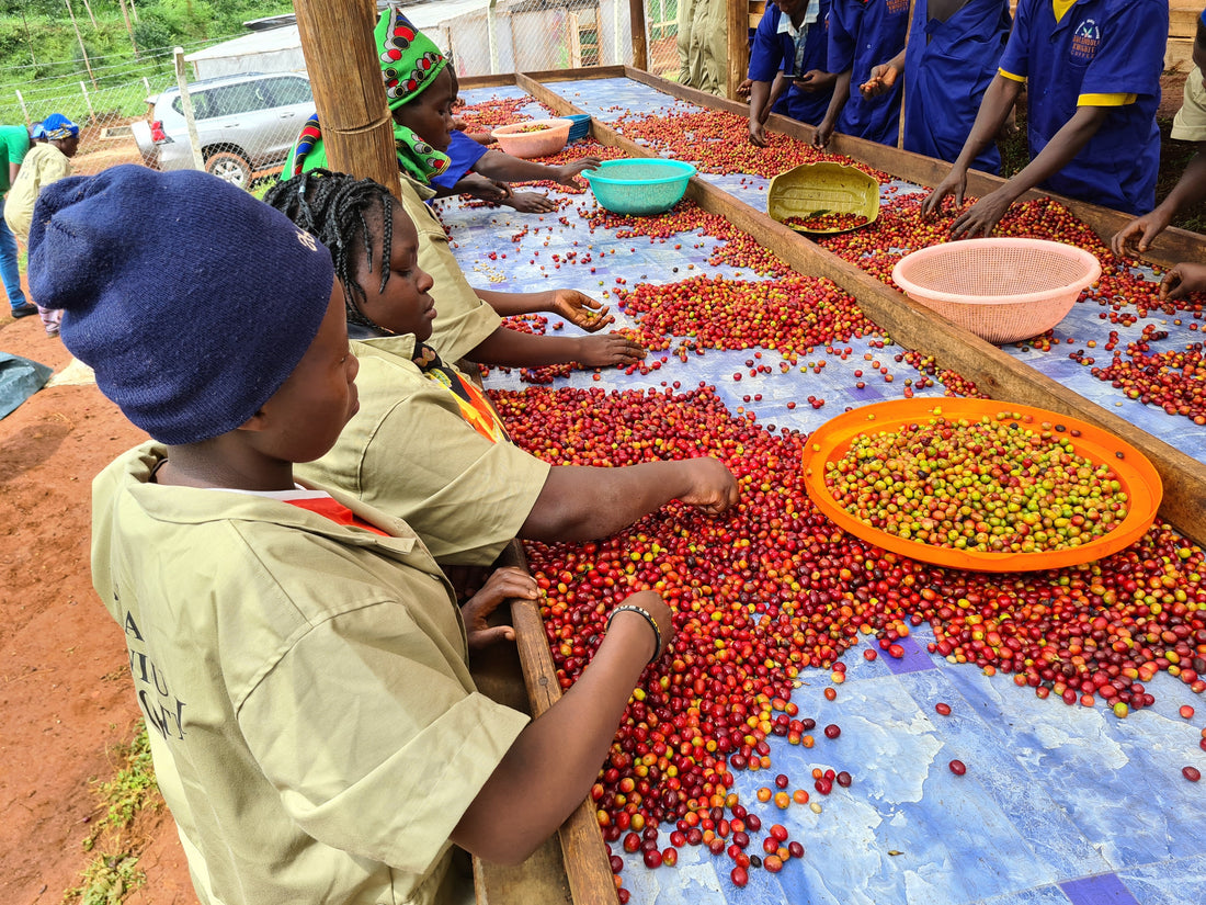 BULAMBULI/UGANDA