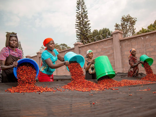 BULAMBULI / UGANDA