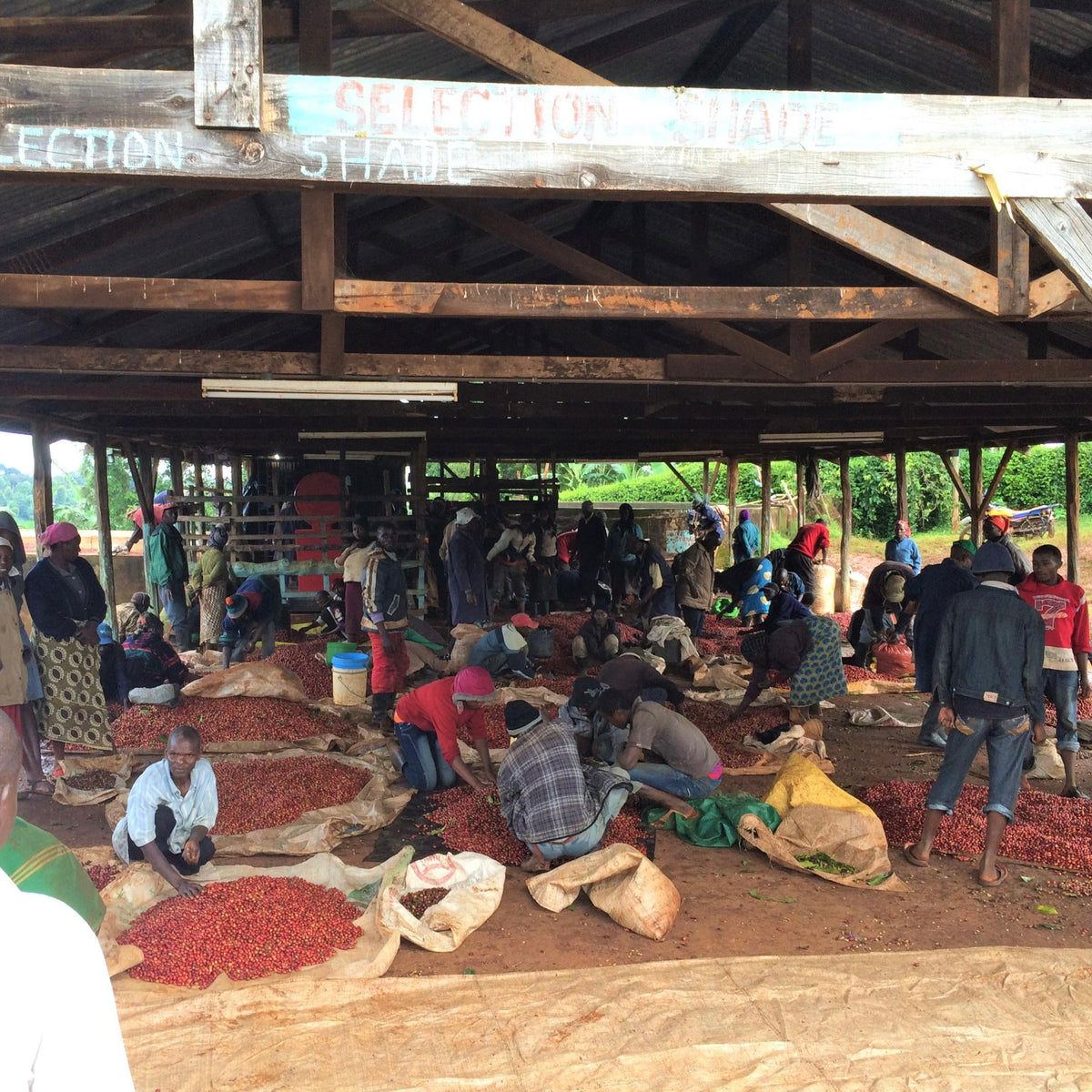 AA GUAMA / KENYA