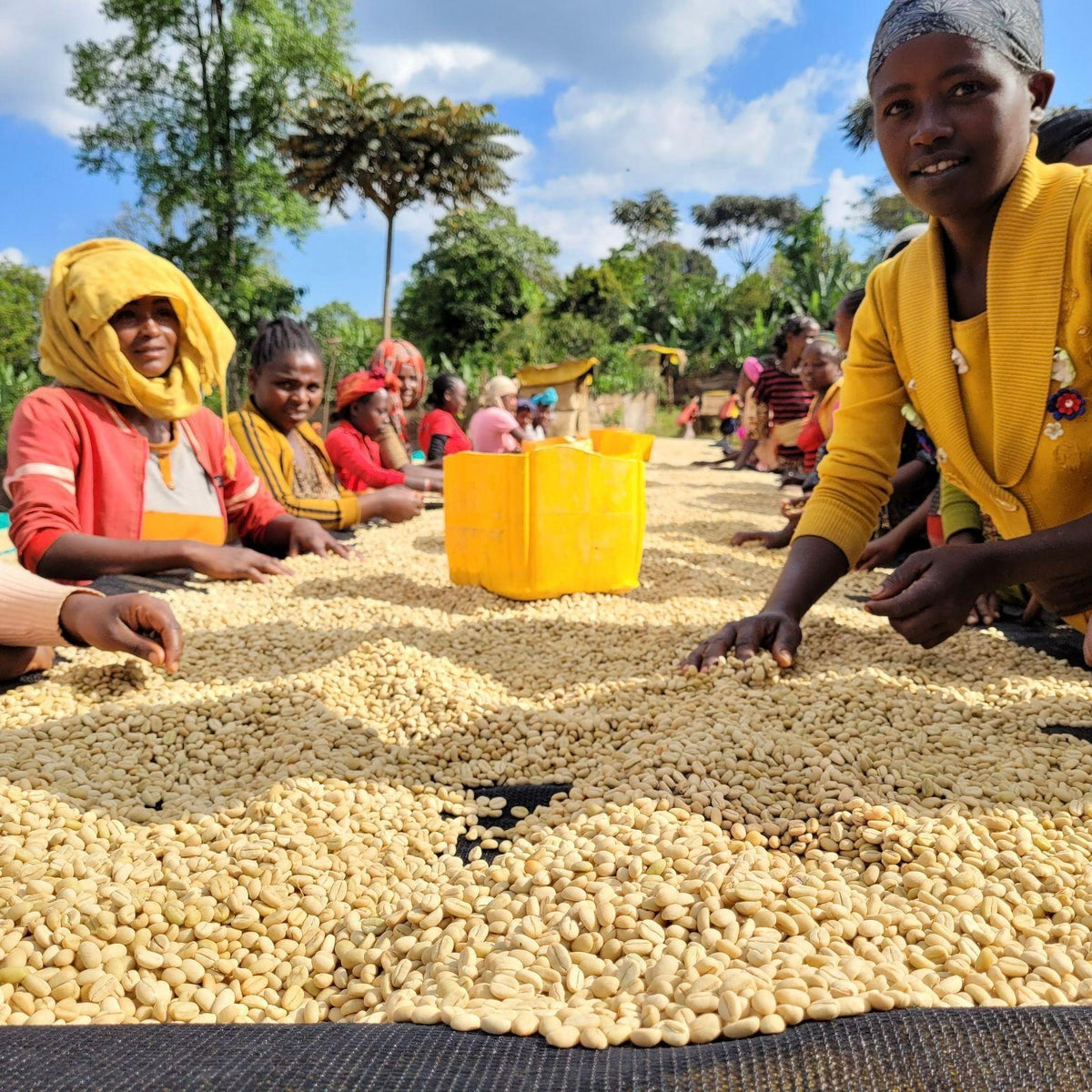 【NEW】BANKO GOTITI / ETHIOPIA