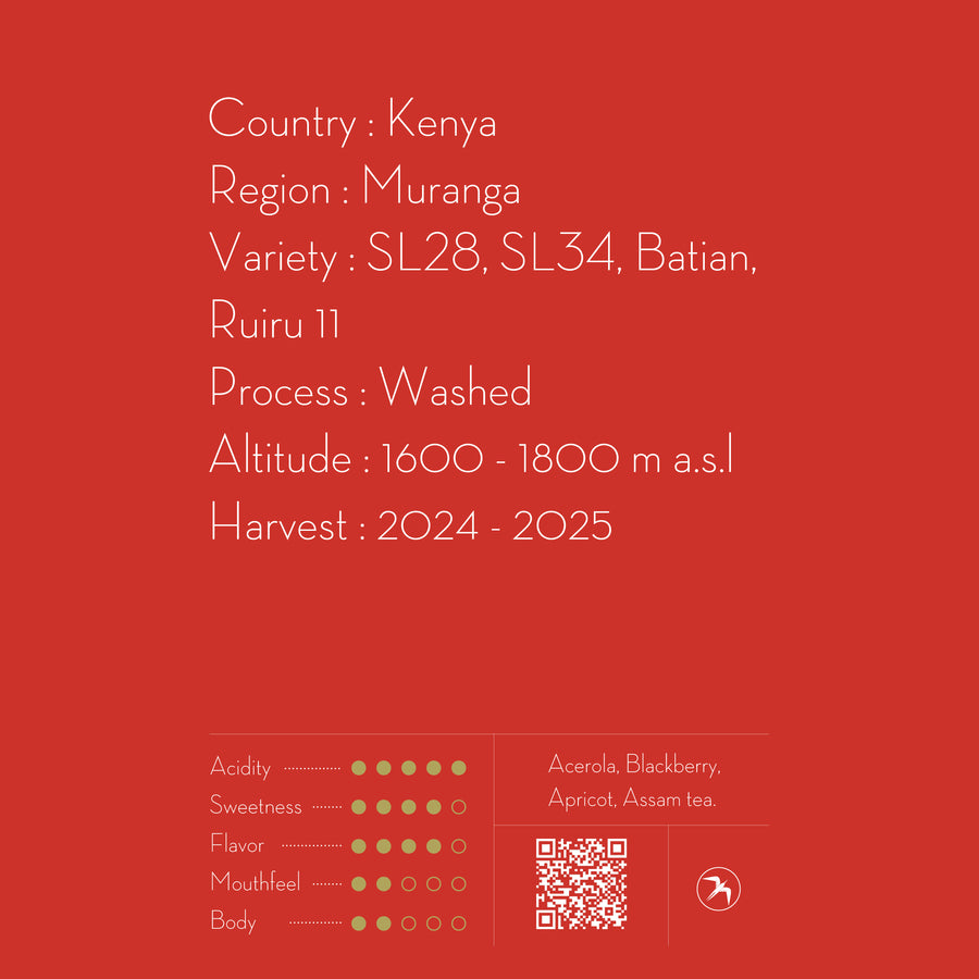 【SOLD OUT】DRIP BAG / AA KIAWANDUMA , KENYA