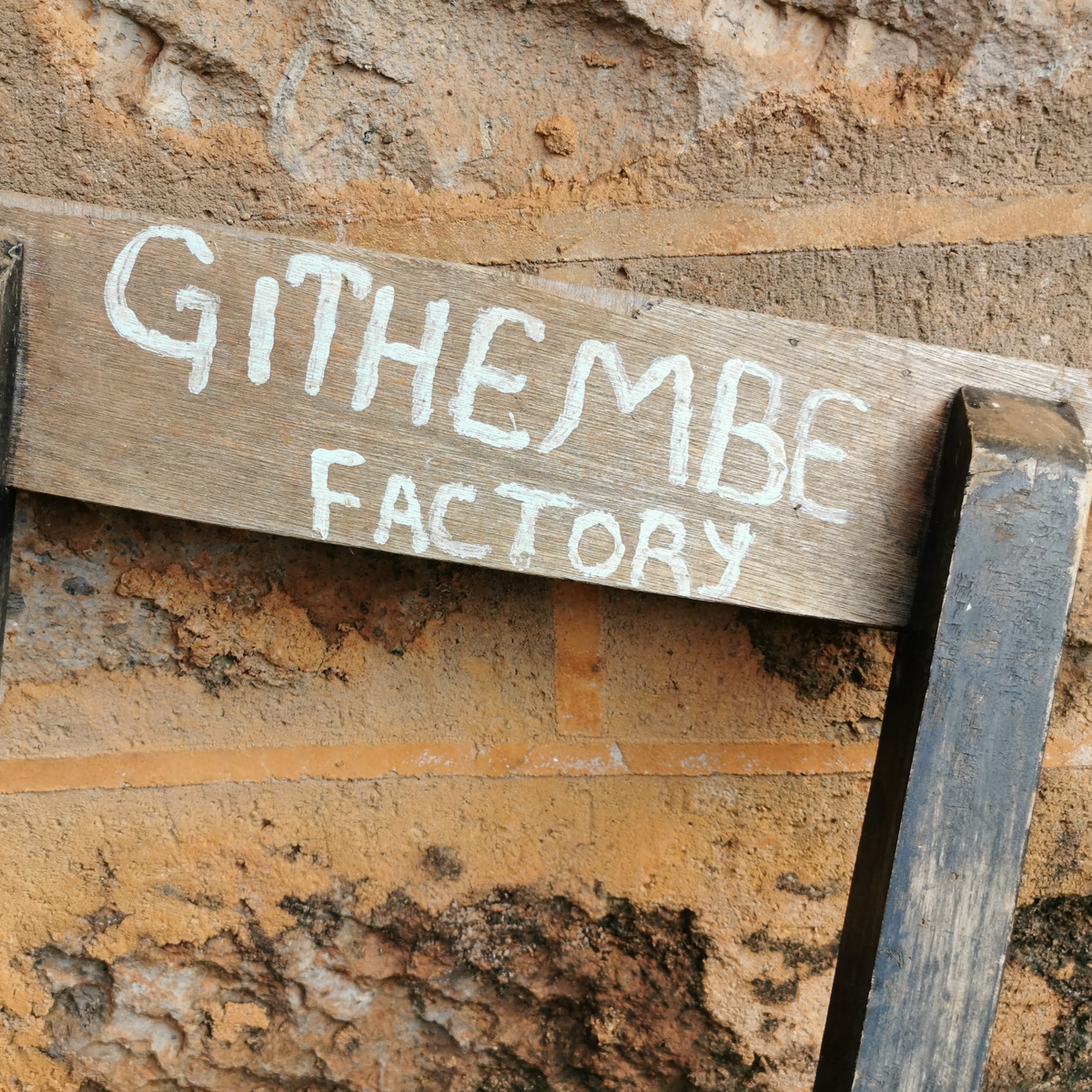 【終売】AA GITHEMBE / KENYA